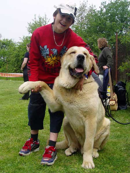 Sultan 2rd place in Juniorhadling with Michael Schmidt - Club Show of Moloss Club, Mlada Boleslav, Czech Republic, 13.05.2006
Keywords: 2006 sokol