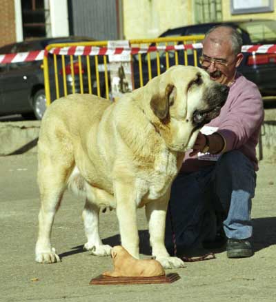 Ch. Duquesa de Autocan - Mansilla de las Mulas, León, 08.11.1999
(Miño de los Mesones x Tormenta de Autocan) 
Breeder & owner: Isidro García.

 


Keywords: 1999 autocan