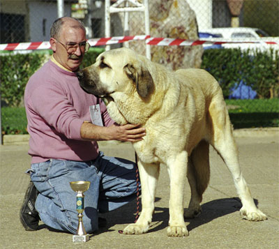 Rocki III de Autocan - Mansilla de las Mulas, León, 08.11.1999
(Niño x Tormenta de Autocan) 
Breeder & owner: Isidro García
 


Keywords: 1999 autocan