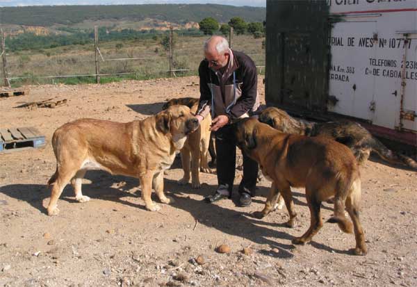 Mastines from Autocan - September 2004
