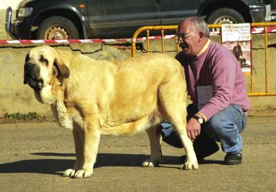 Ch. Duquesa de Autocan - Mansilla de las Mulas, León, 08.11.1999
(Niño de los Mesones x Tormenta de Autocan) 
Breeder & owner: Isidro García.


 
 

Keywords: 1999 autocan