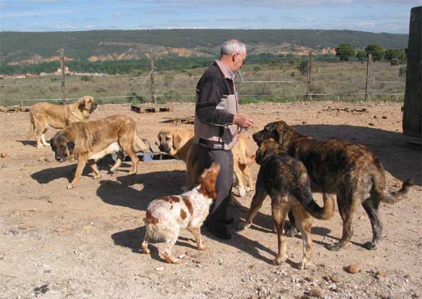 Isidro with some of his mastines - and the 10 year old Brittany - September 2004
Keywords: autocan