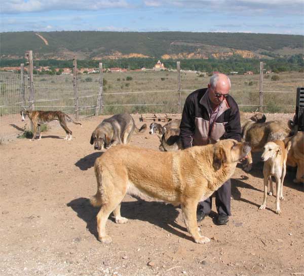 Mastines from Autocan - September 2004
