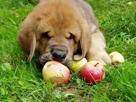 7,5 weeks old Jenda Tornado Erben
Autumn.
Keywords: puppyczech puppy cachorro