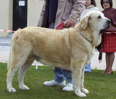 Dama de Fontanar - EXC. 1, Open Class Females - I Concurso Monográfico AEPME Avila 02.05.2004
(Rubi de Montes del Pardo x Kenia de Fontanar)
Born: 06.01.2002
Keywords: 2004 pardo