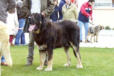 Lobero del Coto de Vera - EXC. 6,- Open Class Males - I Concurso Monográfico AEPME Avila 02.05.2004
(Tigre del Coto de Vera x Zarpa del Coto de Vera)
 

Keywords: 2004 cotovera