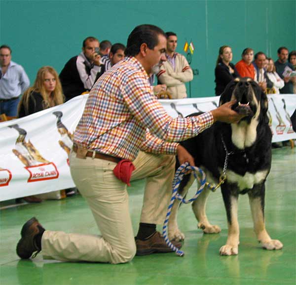 Azabache, Exc. 3 - Intermediate Class Males - XXV Monográfica AEPME 30.10.2005
(Ribero de Reciecho x Clara de Campollano)
Born: 19.01.2004 
Breeder: Luis Moncada
Owner: Francisco Díaz Cueva 
Keywords: 2005 duelos azabache