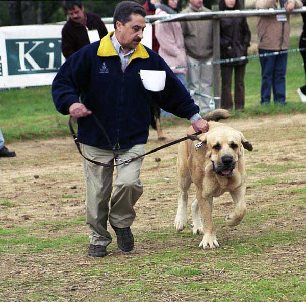 Barcino de Fuente Mimbre, VG 1 - Open Class Males - XXI Monográfica AEPME 2001
(Faraón de Trashumancia x Christina de Fuente Mimbre)
Born: 28.04.1998
Breeder: Francisco J. Torrijos
Owner: Ramón Prat Sanz  


Keywords: 2001