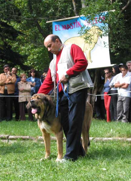 Ambra de Ribayon - Champion Class Females - Barrios de Luna 12.09.2004


Keywords: 2004