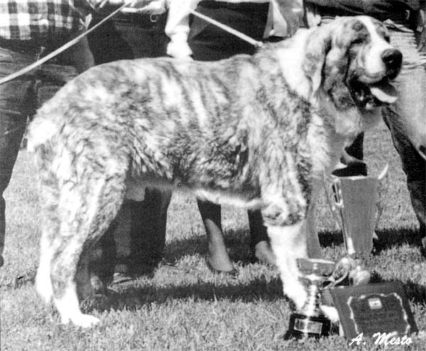 Barón de Mado-En - Best in SHow IX Monográfica AEPME 1989
BARÓN DE MADO-EN Vencedor de la IX Monográfica de la AEPME 1989

La Revista del Perro 1993 - © Copyright - Carlos Salas, Spain  

Keywords: 1989