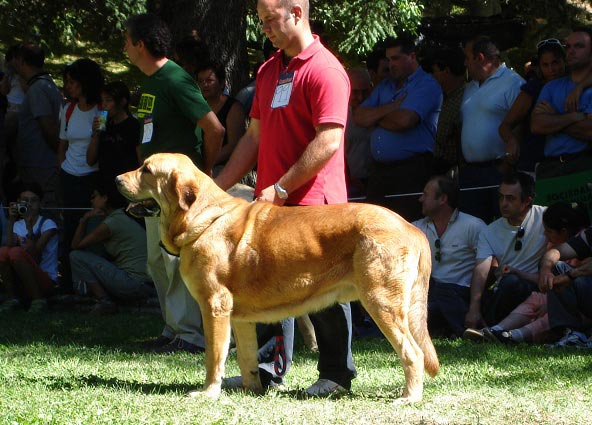 Intermedieate Class Males - Clase Intermedia Machos - Barrios de Luna 09.09.2007
Keywords: 2007