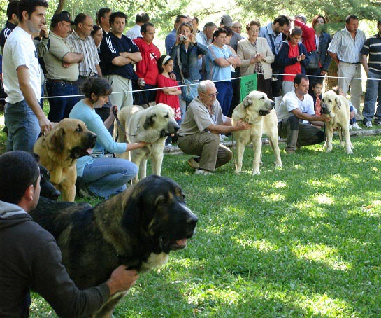 Puppy Class Males - Clase Cachorros Machos - Barrios de Luna 09.09.2007
Keywords: 2007