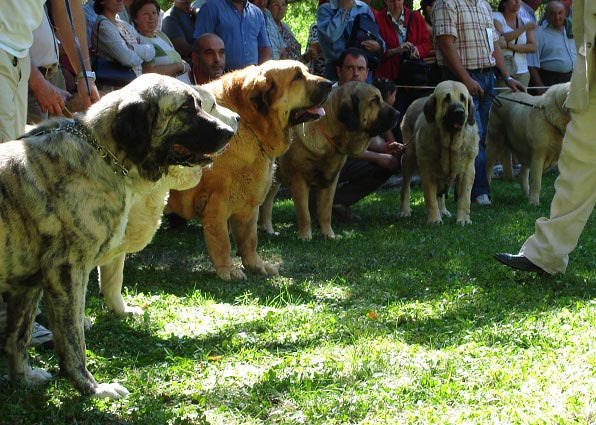 Open Class Females - Clase Abierta Hembras - Barrios de Luna 09.09.2007
Keywords: 2007