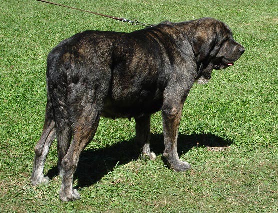 Tita de Los Zumbos - Champion Class Females - Barrios de Luna 09.09.2007
Keywords: 2007 zumbos