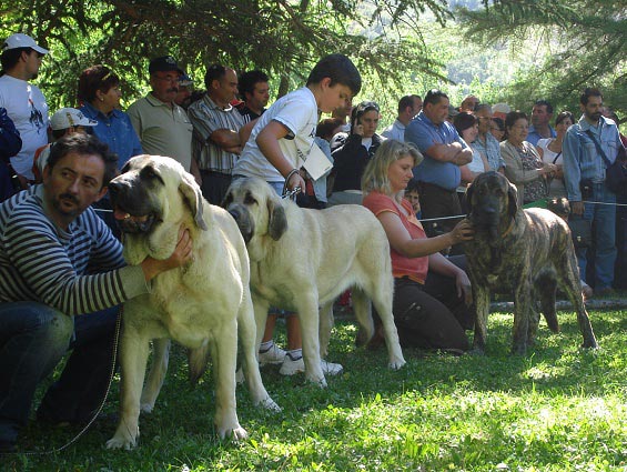 Young Class Females - Clase Jóvenes Hembras - Barrios de Luna 09.09.2007
Keywords: 2007