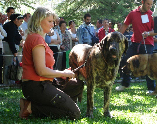 Hessi Mastibe - Young Class Females - Clase Jóvenes Hembras - Barrios de Luna 09.09.2007
Mots-clés: 2007 mastibe