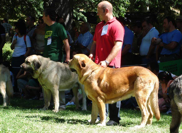 Intermedieate Class Males - Clase Intermedia Machos - Barrios de Luna 09.09.2007
Keywords: 2006