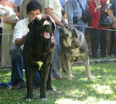 Intermedieate Class Females - Clase Intermedia Hembras - Barrios de Luna 09.09.2007
Kľúčové slová: 2007