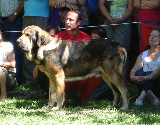 Intermedieate Class Males - Clase Intermedia Machos - Barrios de Luna 09.09.2007
Keywords: 2007