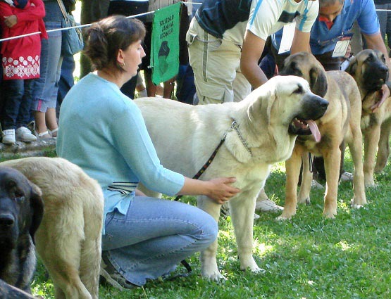 Lois Tornado Erben - Puppy Class Females - Clase Cachorros Hembras, Barrios de Luna 09.09.2007
Keywords: 2007 tornado