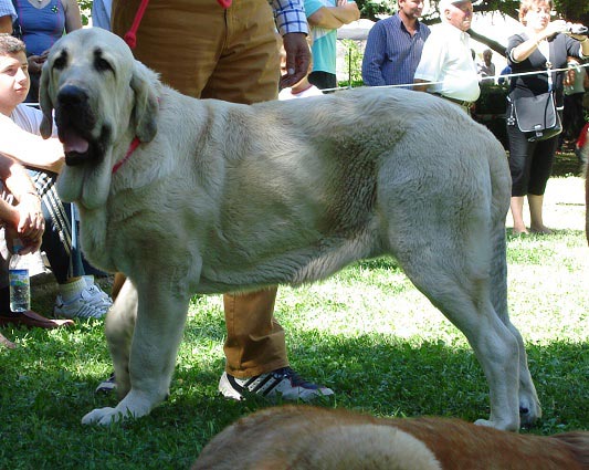 Best Young Class Male (Duelos y Quebrantos) - Mejor Clase Jóvenes Macho - Barrios de Luna 09.09.2007
Keywords: 2007