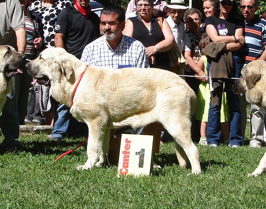 Best Young Class Males - Mejor Clase Jóvenes Machos - Barrios de Luna 09.09.2007
Klíčová slova: duelos