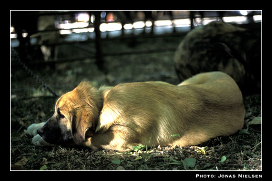 Mastin puppy at Fiesta del Pastor
Photo: Jonas Nielsen - © Copyright.  

Keywords: puppy cachorro leones