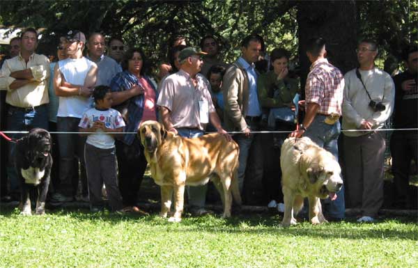 Duque de Montes del Pardo , Ron de Autocan y Titan de Autocan - Barrios de Luna, León, 12.09.2004
Keywords: 2004