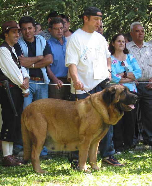 Saska de Antalmuhey - Barrios de Luna, León, 12.09.2004
(Rex II de los Mesones x Delta del Valle Escondido)  

Keywords: 2004 duero