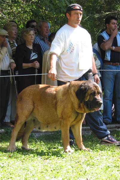 Saska de Antalmuhey - Barrios de Luna, León, 12.09.2004
(Rex II de los Mesones x Delta del Valle Escondido)  

Keywords: 2004 duero