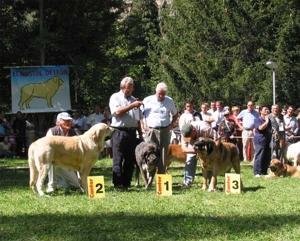 Open Class Females: 1ª Tita de los Zumbos, 2ª Dama de Fontanar, 3ª Diva de Autocan - Barrios de Luna, León, 12.09.2004
Abierta hembras: 
1ª Tita de los Zumbos (Nuño x Luchana de los Zumbos)
2ª Dama de Fontanar (Rubí de Montes del Pardo x Kenia de Fontanar) 
3ª Diva de Autocan 
 

Keywords: 2004