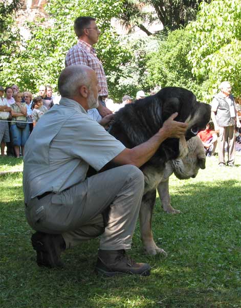 Ulises de Babia - Barrios de Luna, León, 12.09.2004
(Ch. Truman x Brenda de Babia)
 

Keywords: 2004 babia