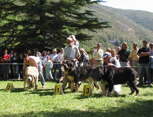 1º Ch. Ulises de Babia, 2º Titan de Autocan, 3º Duque de Montes del Pardo - Barrios de Luna, León, 12.09.2004
Ch. Ulises de Babia (Ch. Truman x Brenda de Babia)
Titan de Autocan (Rocki de Autocán x Leona de Autocán)
Duque de Montes del Pardo (Rambo de Montes del Pardo x Abba de Montes del Pardo)

 

Keywords: 2004