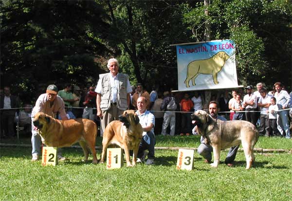 Young Class Females: 1ª Flor de Buxionte, 2ª Señora de Autocan, 3ª Tizona de Buxionte - Barrios de Luna, León, 12.09.2004
1ª Flor de Buxionte - Owner: Basilio Gago Gutierrez 
2ª Señora de Autocan - Owner: Isidro García Suarez 
3ª Tizona de Buxionte - Owner: Basilio Gago Gutierrez 
 

Keywords: 2004