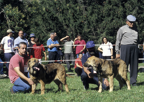 Puppy Class Males - Barrios de Luna, León, 14.09.2003



Keywords: 2003