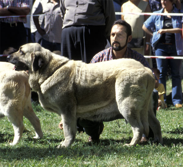 Tea de Reciecho - Barrios de Luna, León, 14.09.2003
(Sendero de Trashumancia x Daisy de Los Mesones)


 

Keywords: 2003 reciecho