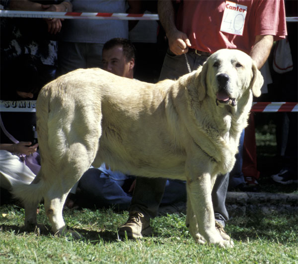 Kim - Barrios de Luna, León, 14.09.2003
(Chavo de Babia x Kenia de Ribayón)


Keywords: 2003