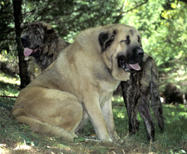 Raphael & Roca - Barrios de Luna, León, 14.09.2003
(Ch. Ulises de Ablanera x Mola de la Valleja)
(Homero de Ablanera x Bañolas de Trashumancia)


 

Keywords: 2003 riberadelpas