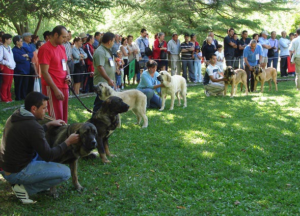 Puppy Class Females - Clase Cachorros Hembras - Barrios de Luna 09.09.2007
Keywords: 2007