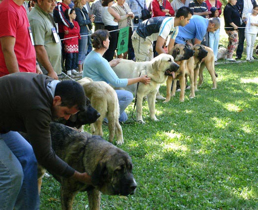 Puppy Class Females - Clase Cachorros Hembras - Barrios de Luna 09.09.2007
Keywords: 2007
