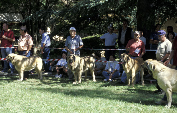 Open Class Males - Clase Abierta Machos - Barrios de Luna, León, 14.09.2003
Keywords: 2003