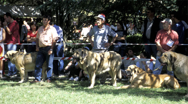 Open Class Males - Clase Abierta Machos  - Barrios de Luna, León, 14.09.2003
Keywords: 2003