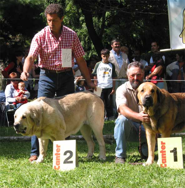 Intermediate Class Females: 1ª Luna de la Vicheriza, 2ª Braña de Galisancho - Barrios de Luna, León, 12.09.2004
Clase Intermedia Hembras  

Keywords: 2004