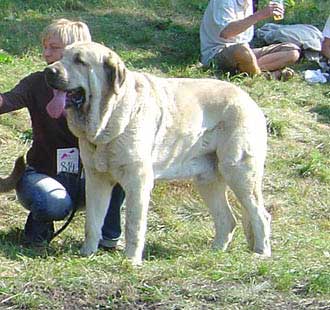 Basil Mastifland - Exc., V1, CWC, CACIB, BOB - International Show, Wroclaw, Poland, 25.09.2005 
(Davidoff von Haus vom Steralted x Ida Fi-It)  

Keywords: 2005 ludareva