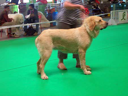 Bella des Sources Sacrees: Very Good 1 - Intermediate Class Females, Championnat de France - Montlucon 2007
Breeder: Ludovic Peraleda
Owner: Carole Peyrichout
 

Keywords: 2007 sources