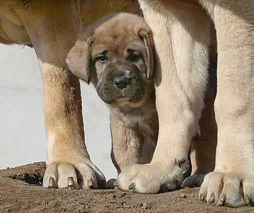 Bella Mastibe - Winner Photo of March 2006
60  points (5 x 12 votes) 

(Sultan x Ich. Feya Mastibe)
Born: 19.01.2006

Keywords: mastibe puppy cachorro 2006