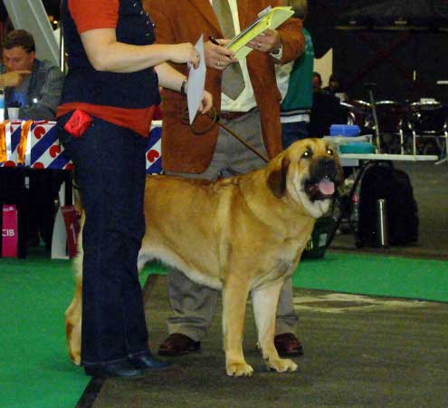 Yolanda Berry Tornado Erben: 3rd place, Young Class Females - Euro Dog Show, Leeuwarden, Holland - 03.09.2011
(Brutus del Dharmapuri x Sofia Sol Tornado Erben)
Born 17.08.2010

Photo: Lenka Erbenova, kennel Tornado Erben


Keywords: euro 2011 tornado