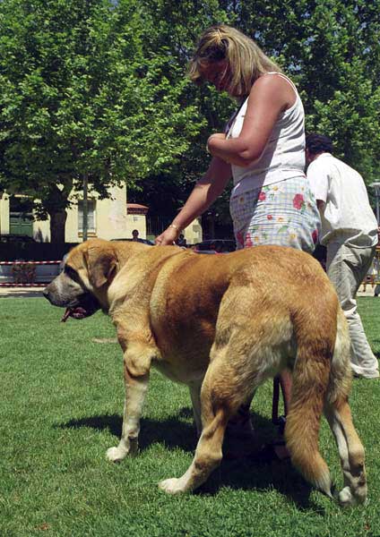 Berta del Cantabrico - Open Class Females, Especial Razas Españolas, El Escorial, Madrid, 19.07.1998
(Ch. Florencio de Trashumancia x Haana)
Born: 02.10.1995
Breeder & owner: Fátima Gómez Montes  

Keywords: 1998 cantabria