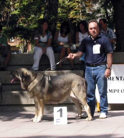 Oda de Valdejera EXC. 1, Best Female, BIS - Open Class Females - AEPME Valencia de Don Juan, León, 02.09.2006
(Ch. Cañon de Fuentemimbre x Selva) 
Born: 08.08.2003
Keywords: 2006 valdejera