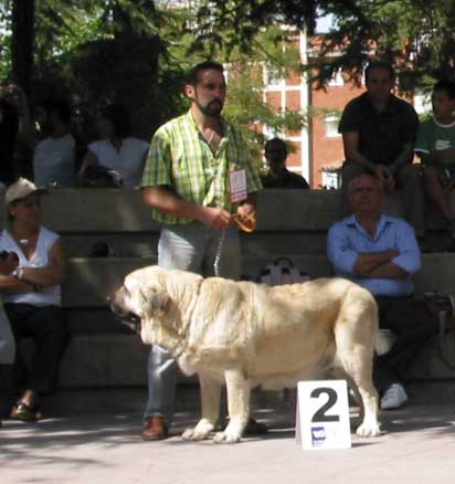 Granda de Reciecho EXC. 2 - Open Class Females - AEPME Valencia de Don Juan, León, 02.09.2006
(Ch. Ulises de Babia x Tea de Reciecho)
Born: 25.04.2001 
Keywords: 2006 reciecho